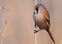 Bearded Tit