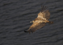 Griffon © Javi Elorriaga