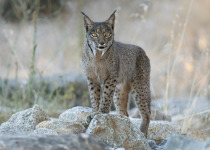 Iberian Lynx