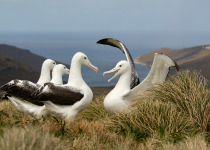 Southern Royal Albatross, Campbell Island
