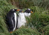 Gentoo Penguins, Macquarie Island