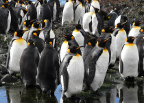 Macquarie Island © A.Russ