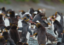 Macquarie Island Sandy Bay