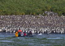 Macquarie Island Zodiac Cruise