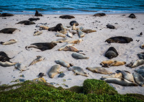 Sandy Bay, Enderby Island