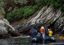 Snares Zodiac Cruise