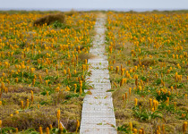 Subantarctic Islands © K.Ovsyanikova