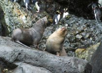 New Zealand Fur Seal and Erect-crested Penguins