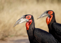 Ground Hornbills