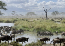 wildebeest migration
