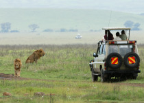 tourists in an off-road vehicle watching lions in the ngorongoro crater in tanzania
