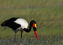Saddle-billed Stork (Ephippiorhynchus senegalensis) looking for food in the Okavango Delta, Botswana.