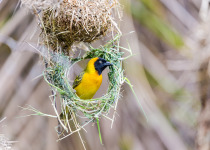 Lesser Masked Weaver
