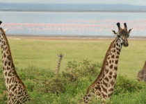 Group of Giraffes poking there heads through the trees at the edge of Lake Manyara with flamingos in the water. Tanzania, Africa
