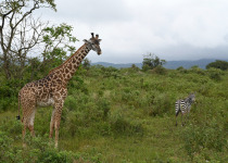 Giraffe and zebra in Arusha National Park