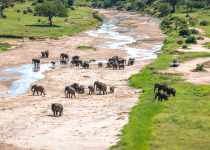 View from above on herd of elephants crossing dry riverbed in Tarangire National Park, Tanzania.