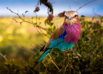 Lilac-breasted Roller