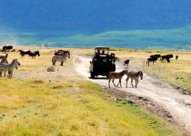 Safari vehicle with tourists during a wildlife viewing in the Ngorongoro crater,Tanzania.