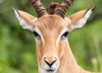 Impala and Red-billed Oxpecker on head
