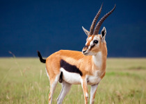 Thompson's gazelle