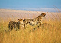 cheetahs in tall grass