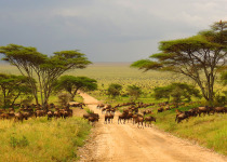Serengeti plains Tanzania Africa wildebeest migration animals wildlife safari trees road grass