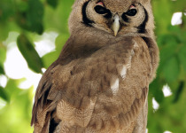verreaux's eagle owl