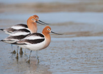 American Avocets