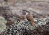 Canyon Wren