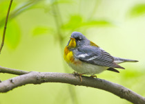 Northern Parula