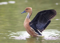 Fulvous Whistling Duck