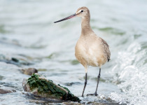 Hudsonian Godwit