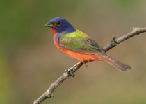 Painted Bunting