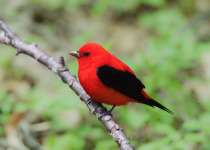 Scarlet Tanager