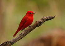Summer Tanager