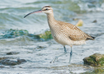 Whimbrel