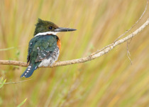 Texas Spring Migration & Hill Country