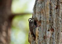 Red-cockaded Woodpecker