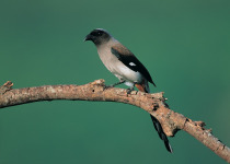 Gray Treepie