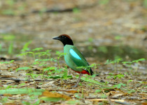 Hooded Pitta