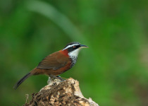 Lesser Scimitar Babbler