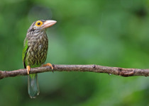 Lineated Barbet