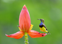 Olive-backed Sunbird