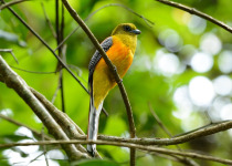 Orange-breasted Trogon