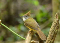 Puff-throated Bulbul