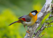 Silver-eared Mesia