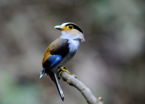 Silver-throated Broadbill