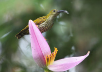 Streaked Spiderhunter