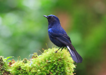 White-tailed Blue Robin