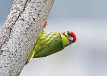 Coppersmith Barbet
